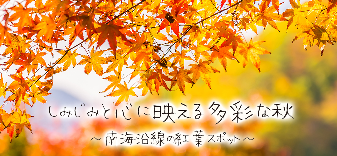 【紅葉特集】しみじみと心に映える多彩な秋~南海沿線の紅葉スポット~