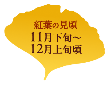 紅葉の見頃 11月下旬〜12月上旬頃