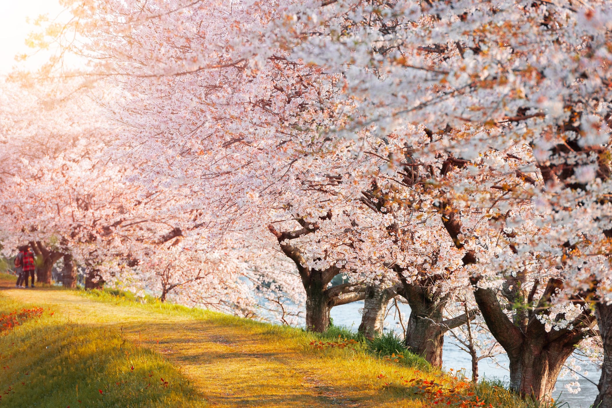 桜の種類はどれくらいある？代表的な品種と特徴
