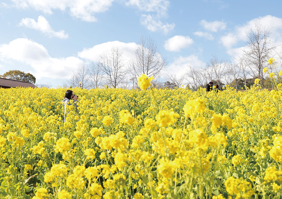 ハーベストの丘「50万本の菜の花」