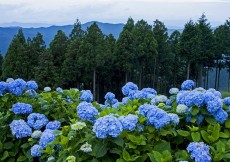 山上の聖地！高野山で過ごす夏の見どころ