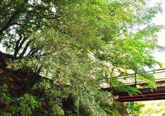 まさに名湯！犬鳴山の温泉を楽しめる施設・旅館ガイド