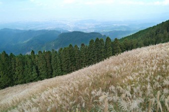 岩湧山頂の黄金色の花ススキを見に行こう!岩湧山頂から眺める奥河内の絶景!