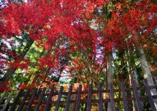 印判 なます皿 楓 カエデ 紅葉 もみじ 松竹梅 柄違い2枚 明治