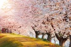 桜の種類はどれくらいある?代表的な品種と特徴