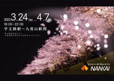 桜ライトアップ