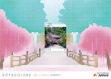 高野山桜のイラスト