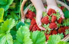 いつできる?ベストシーズンは?いちご狩りのスポット・時期のまとめ