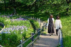 ハナショウブが咲く白鷺公園