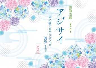 雨に映えるアジサイを満喫しよう！