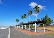 二色の浜公園のヤシの木