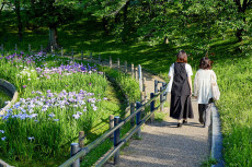 花菖蒲園