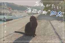 加太の猫