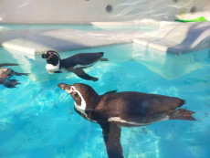 和歌山城公園動物園でふれあい体験！主な動物やアクセス情報まとめ