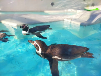 和歌山城公園動物園でふれあい体験！主な動物やアクセス情報まとめ