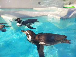 和歌山城公園動物園でふれあい体験！主な動物やアクセス情報まとめ
