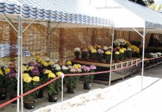 第64回 菊花展＜和歌山市＞