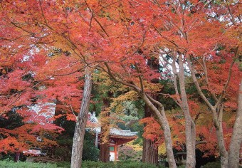 魅力再発見！河内長野の日本遺産に出逢う ～日本遺産３ヵ寺  文化財特別公開～