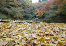 晩秋の南河内を歩きまくる　第二弾