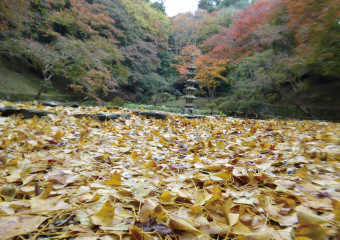 晩秋の南河内を歩きまくる 第二弾