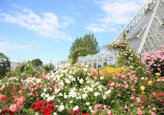大阪府立花の文化園