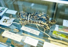 つまようじ資料室