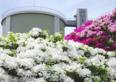 浅香山つつじ