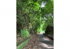 旧南海高野線廃線跡(通称:トトロ街道)