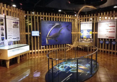 きしわだ自然資料館