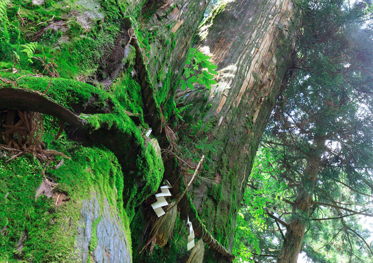葛城神社裏手の杉