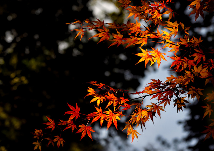 autumn-leaves-type002.jpg