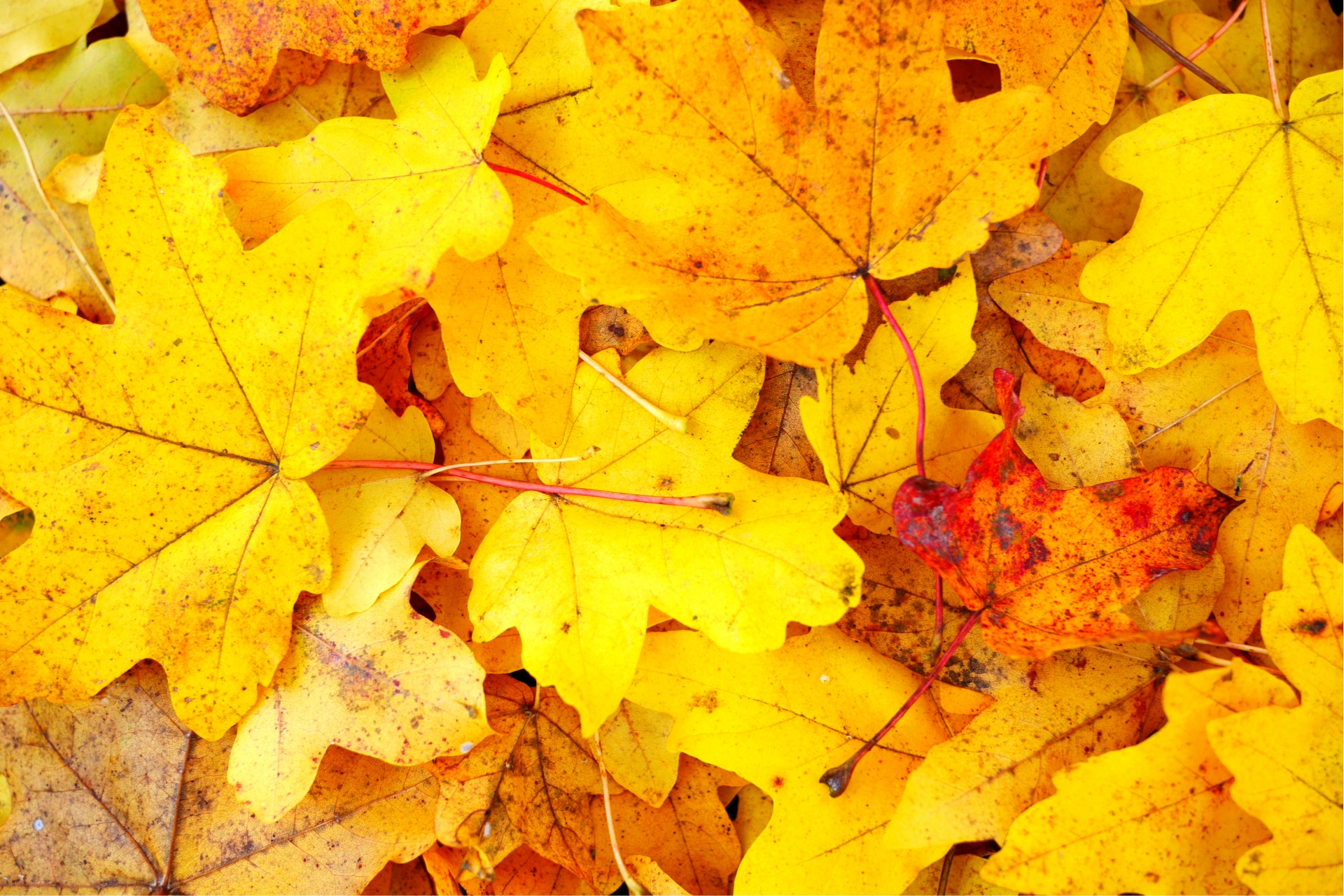 autumn-leaves-type003.jpg