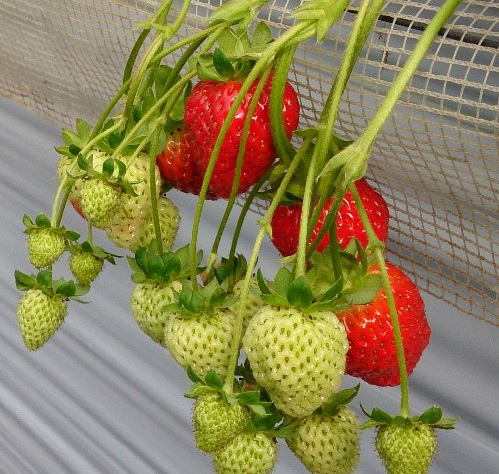 strawberry-picking-006.jpg