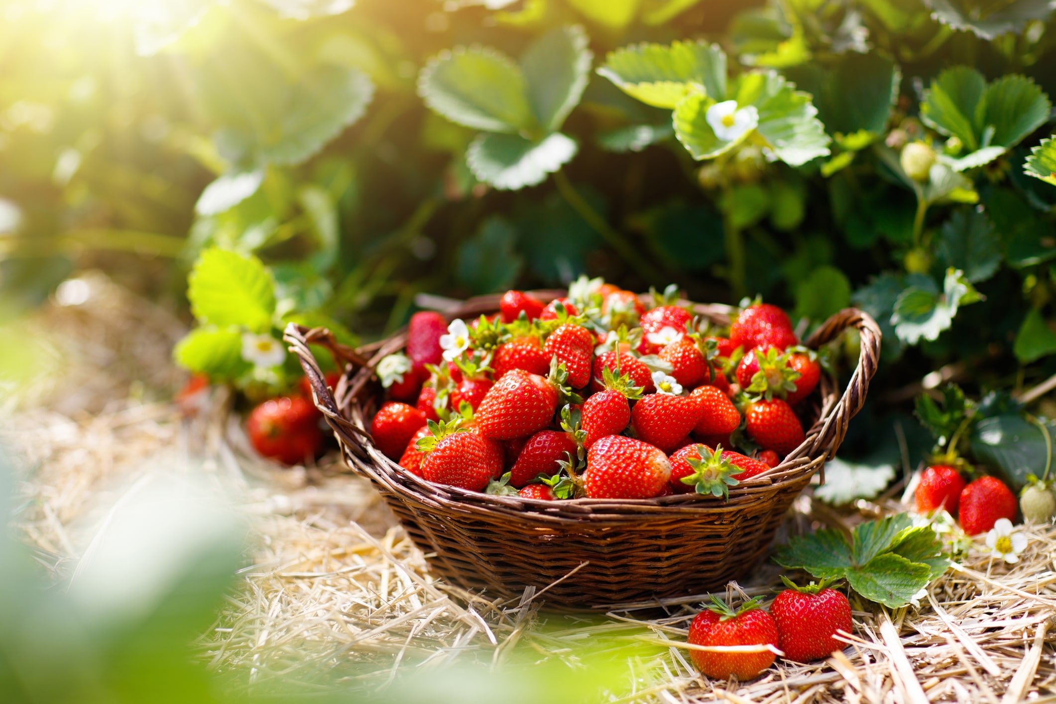 strawberry-picking002.jpg