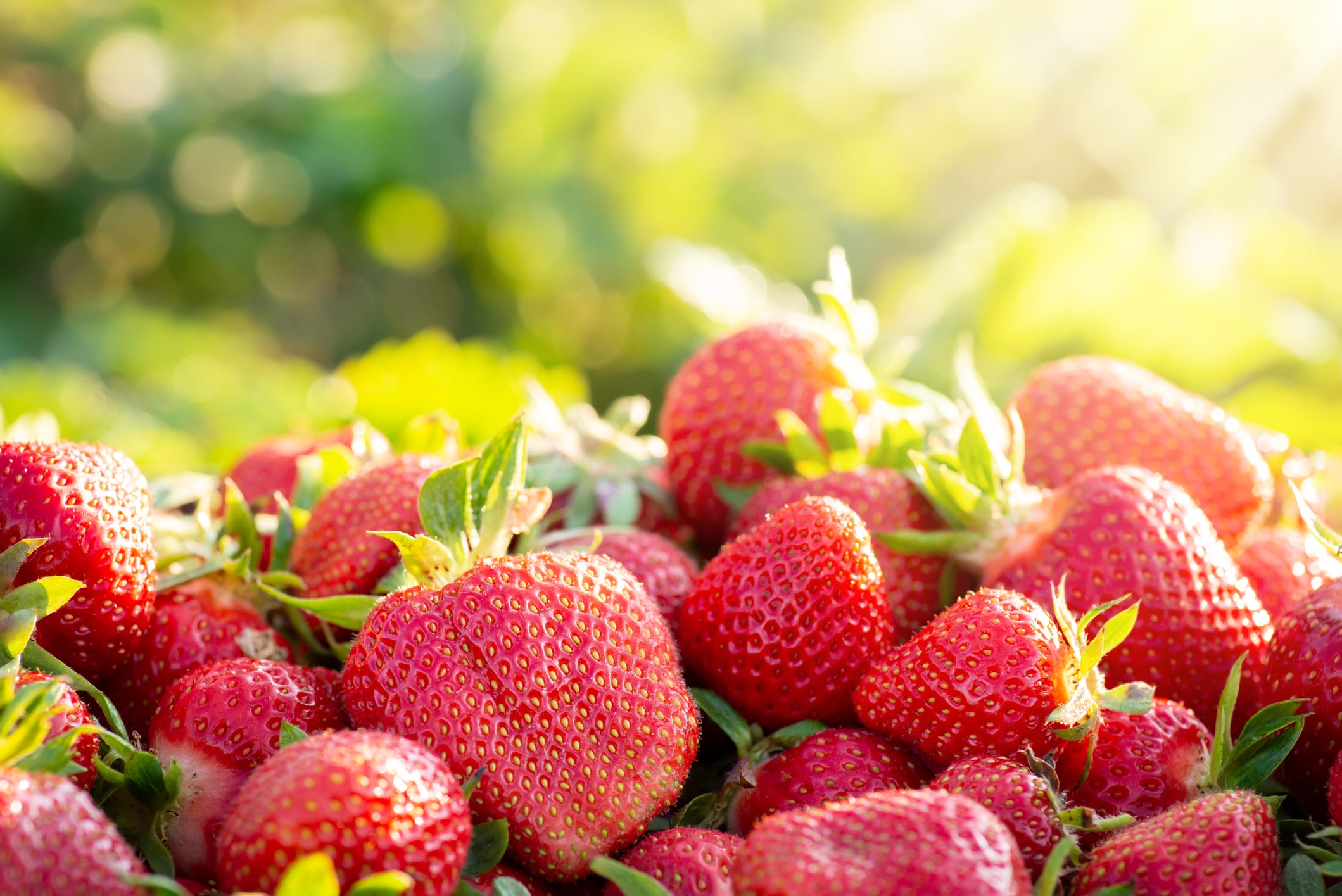 strawberry-picking003.jpg