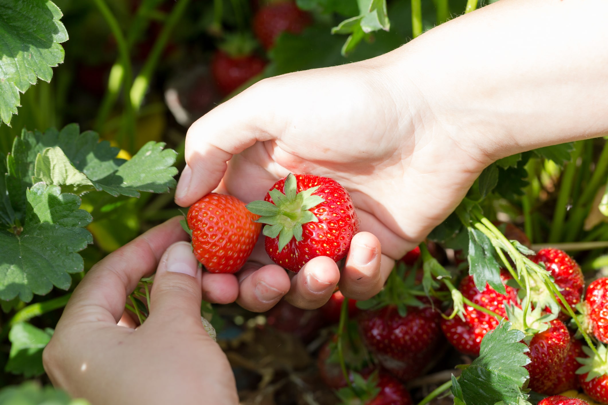 strawberry-picking004.jpg