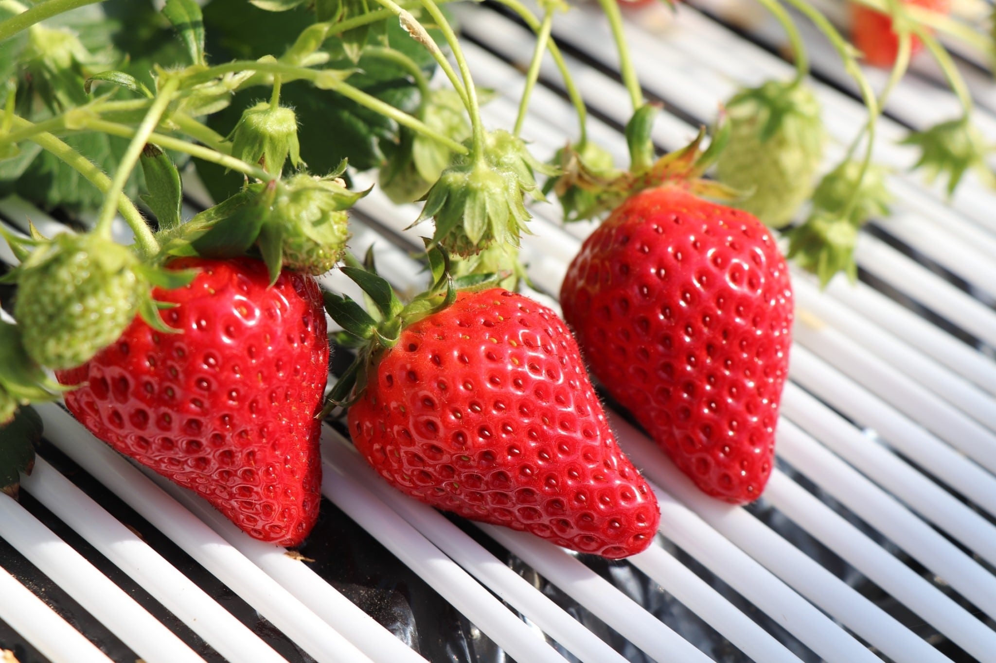 strawberry-picking008.jpg