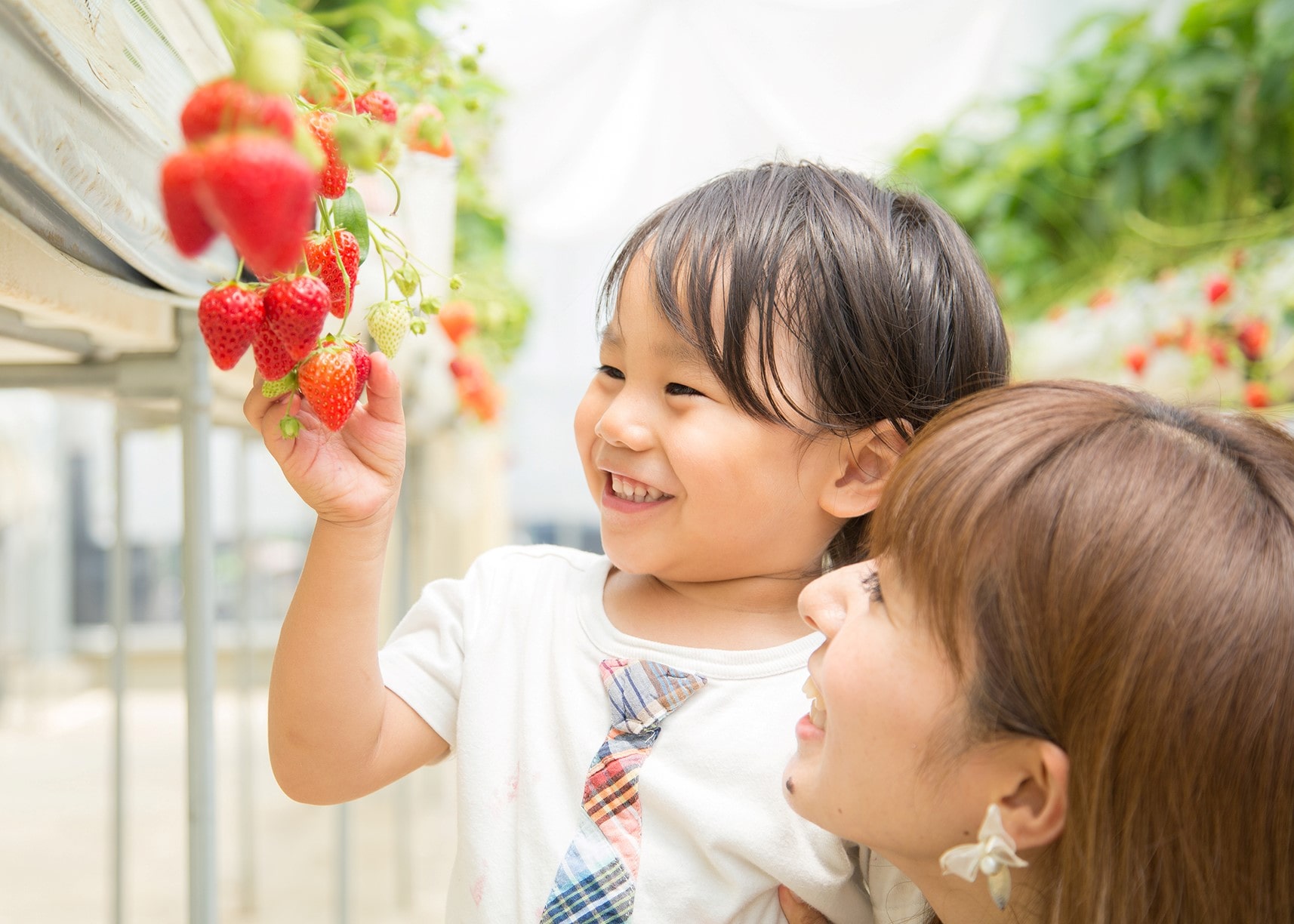 strawberry-picking010.jpg
