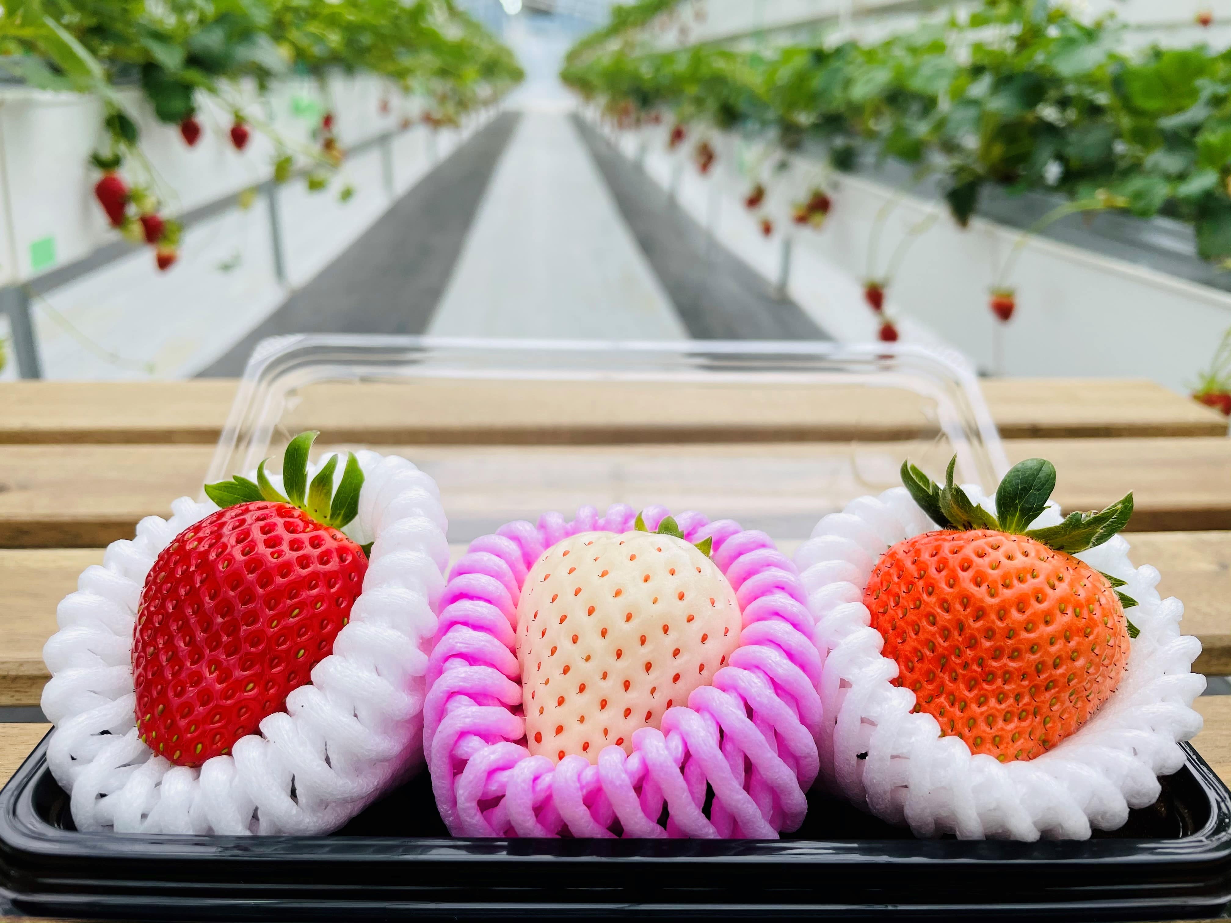 strawberry-picking013.jpg