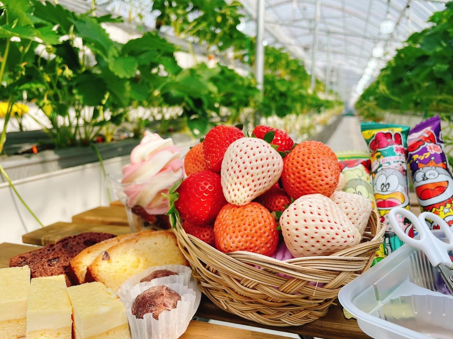 strawberry-picking014.jpg