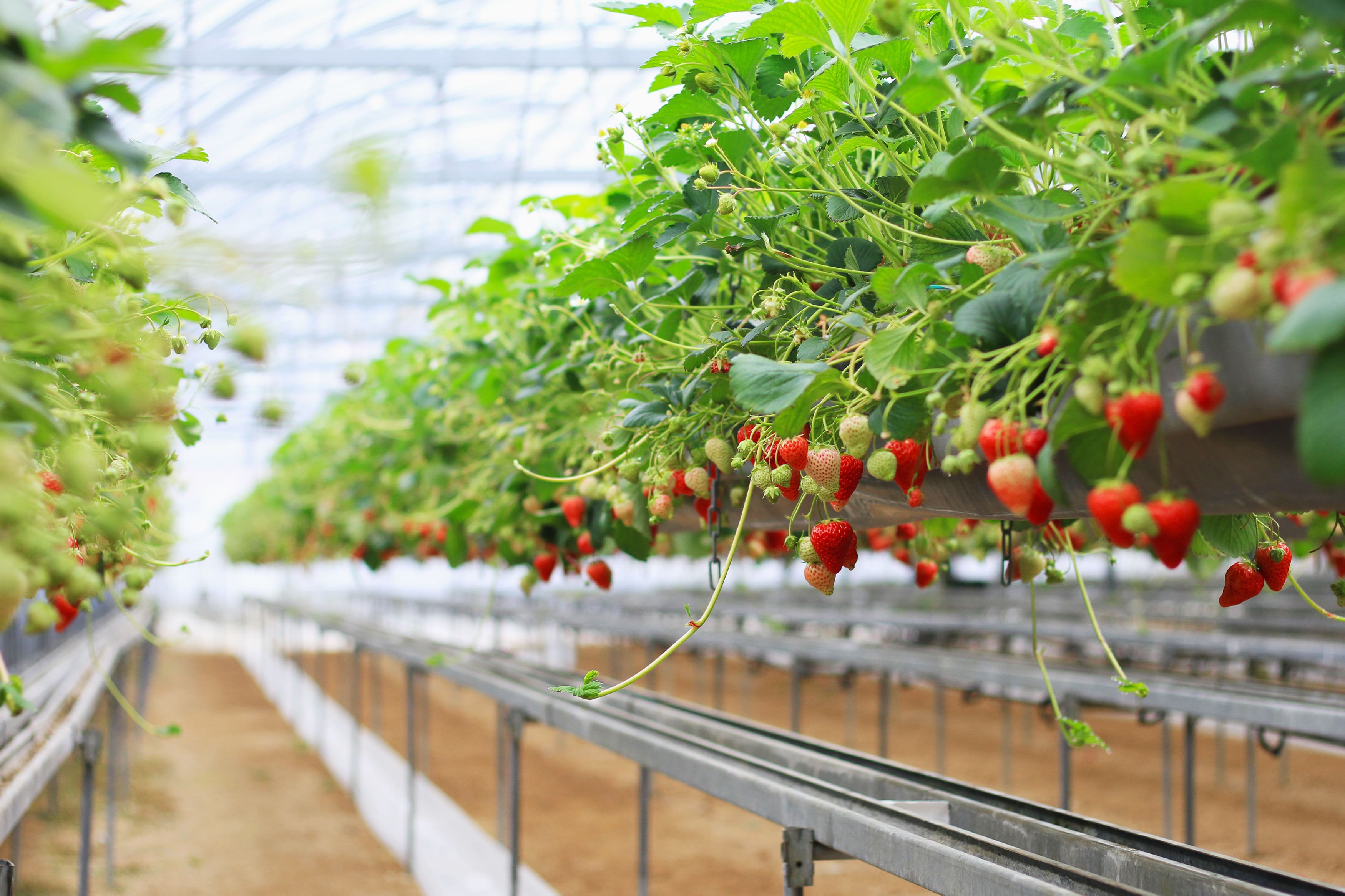 strawberry-picking016.jpg