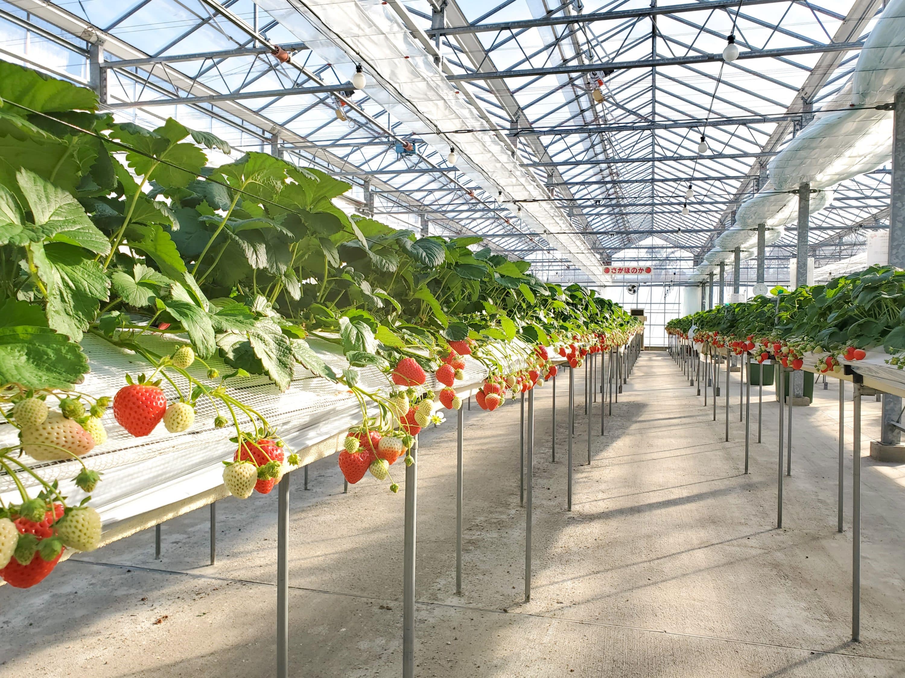 strawberry-picking011-2.jpg