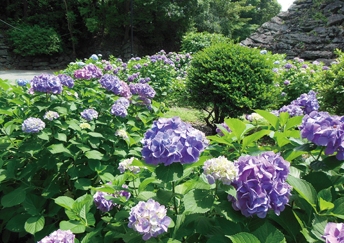 和歌山城公園