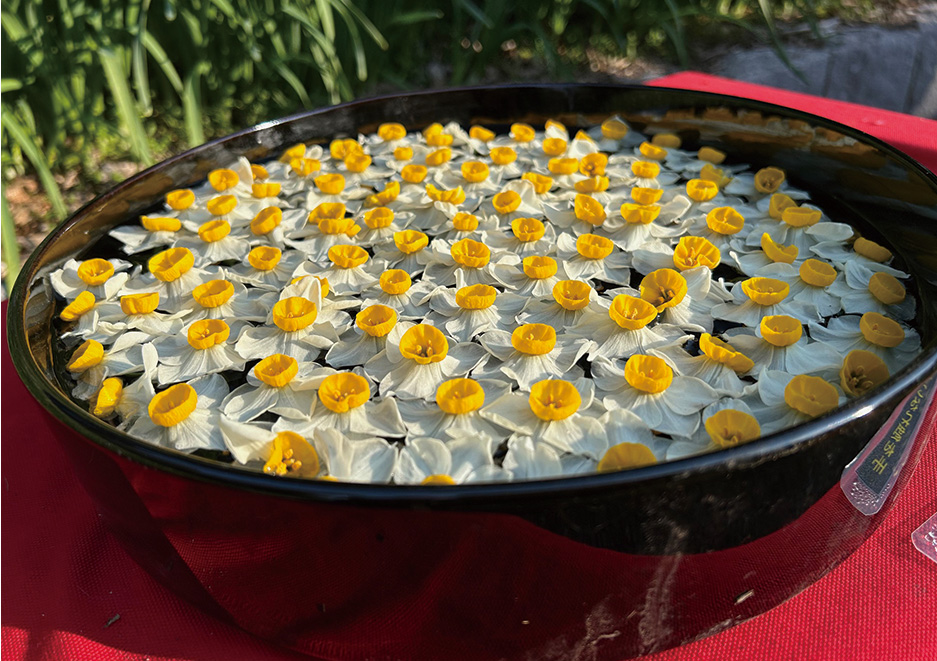 蜻蛉池公園「水仙春待ちまつり」