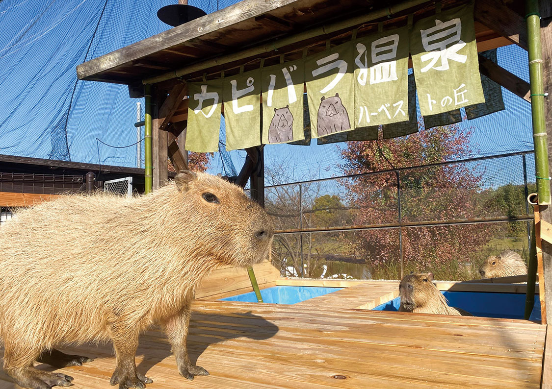 入浴するカピバラ