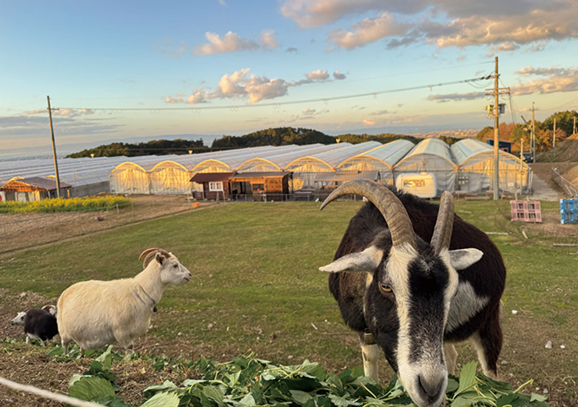 食事をするヤギたち