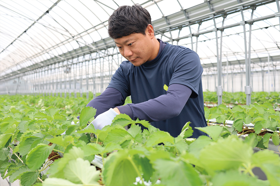 Refarm YOSHIMI 370のいちご