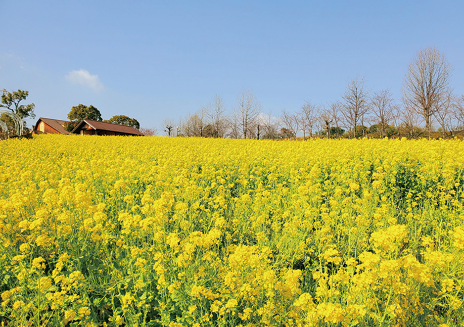 SNS映えすると人気の「50万本の菜の花」