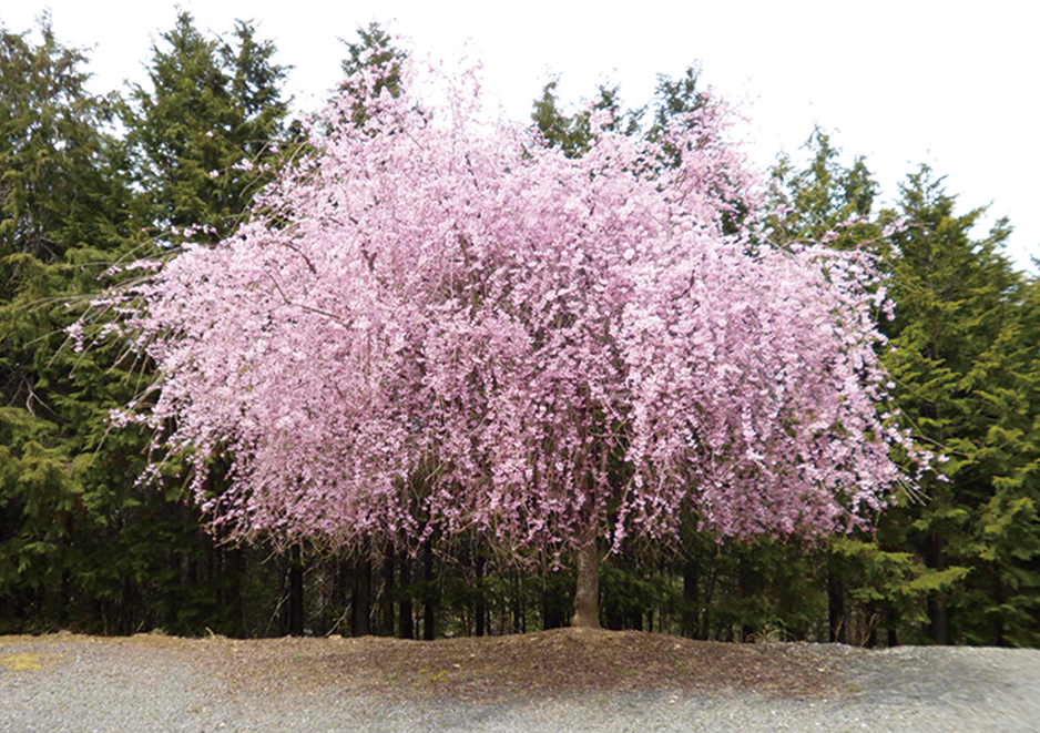 桜