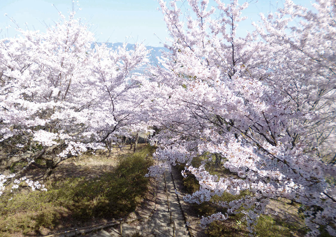 国城山 桜